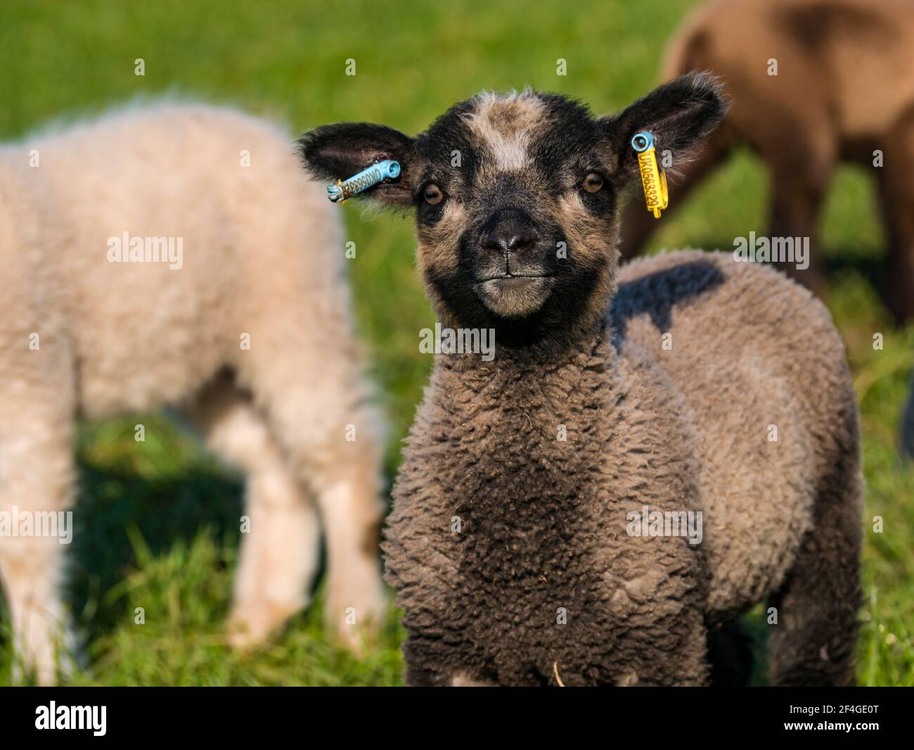 East Lothian, Écosse, Royaume-Uni, 21 mars 2021., Royaume-Uni Météo : les agneaux de printemps au soleil. Les agneaux de moutons Shetland profitent du soleil de printemps dans un champ vert herbacé et leur curiosité permet quelques gros plans. Un mignon agneau de printemps de couleur Katmoget femelle curieuse Banque D'Images