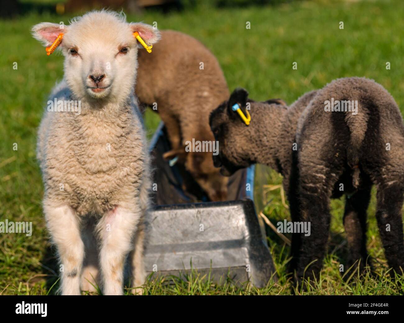 East Lothian, Écosse, Royaume-Uni, 21 mars 2021., Royaume-Uni Météo : les agneaux de printemps au soleil. Les agneaux de moutons Shetland profitent du soleil de printemps dans un champ vert herbacé et leur curiosité permet quelques gros plans. Un mignon curieux blanc agneau de printemps féminin Banque D'Images