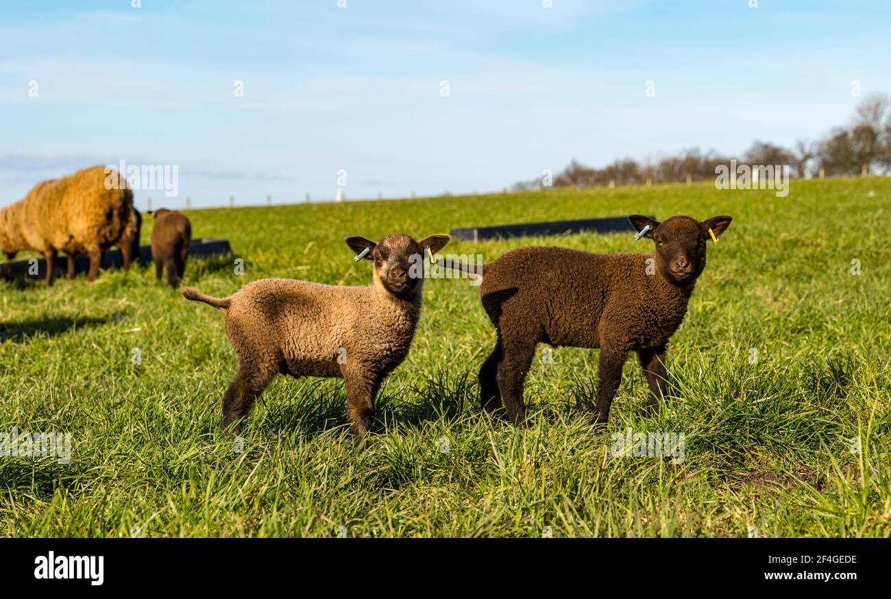 East Lothian, Écosse, Royaume-Uni, 21 mars 2021., Royaume-Uni Météo : les agneaux de printemps au soleil. Les agneaux de moutons Shetland profitent du soleil de printemps dans un champ vert herbacé et leur curiosité permet quelques gros plans. Double agneaux à ressort marron Banque D'Images