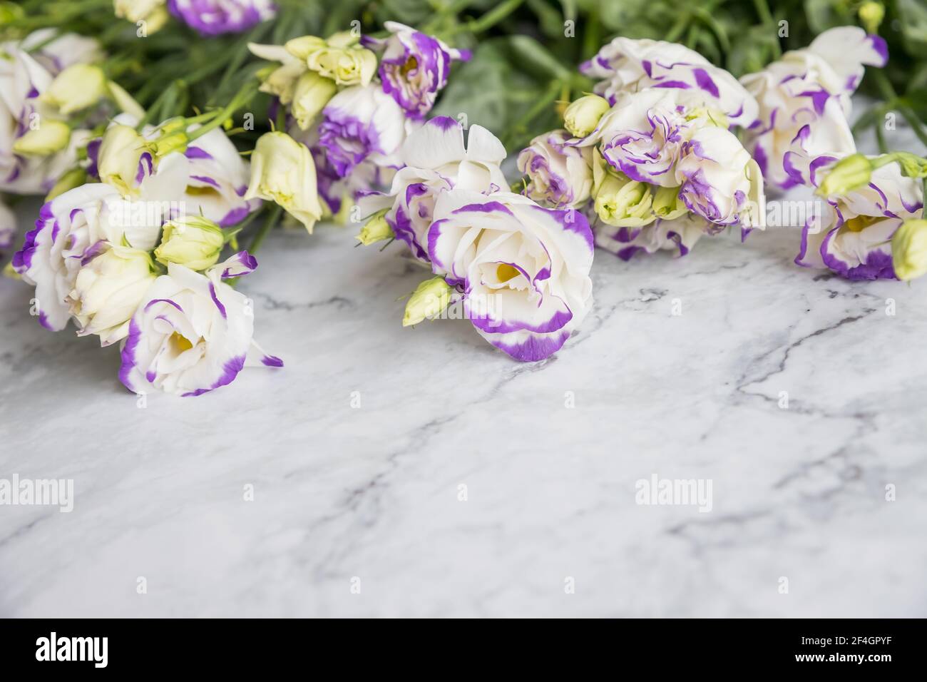 Bouquet de fleurs Eustoma mélange de lisianthus blanc, violet et violet. Isolé sur un arrière-plan en marbre.espace de copie. Eustoma Blossom..fond floral Banque D'Images