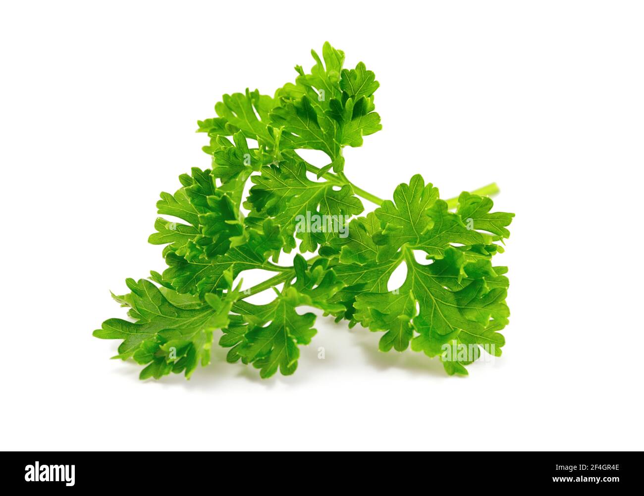 Feuilles de persil vert frais isolées sur fond blanc. Plante verte fraîche, nutritif, persil vert savoureux. Feuille de persil sur blanc. Banque D'Images