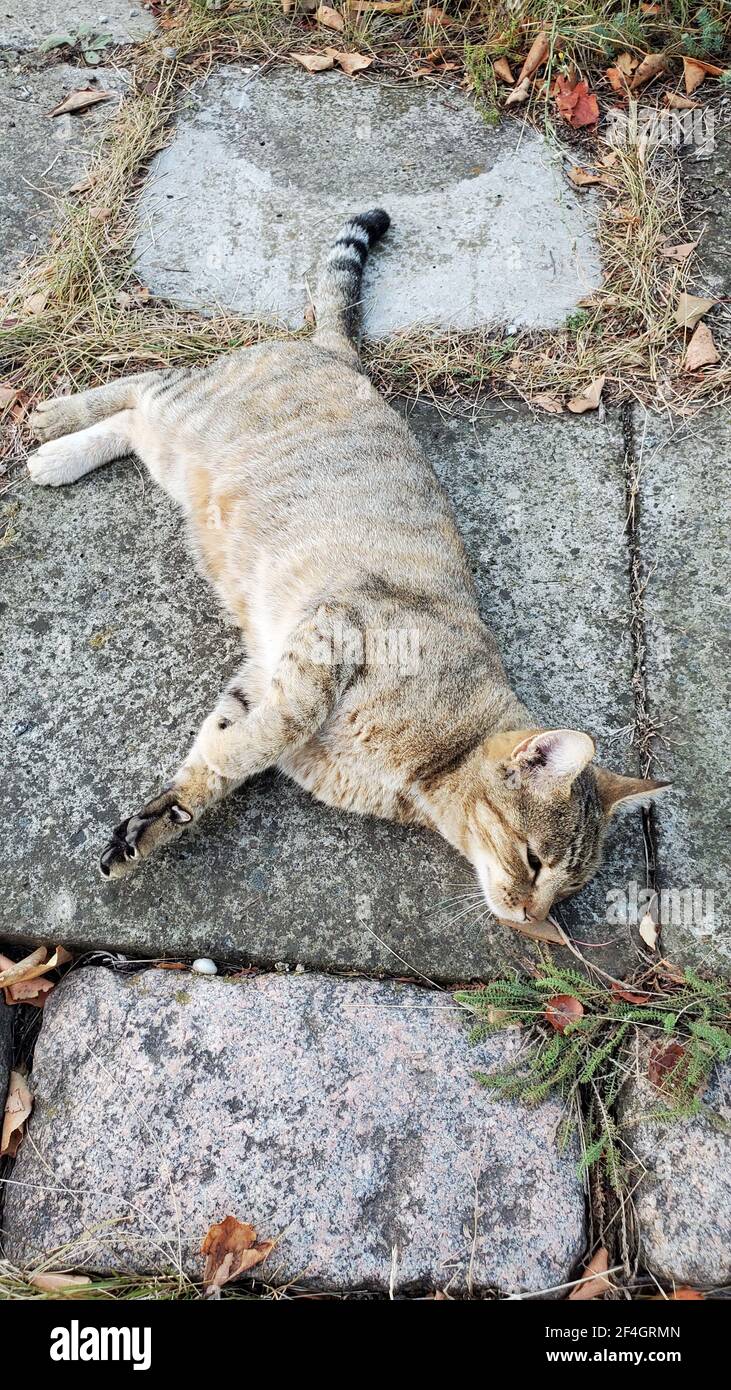 Peluche tabby chat qui se nappent sur fond de chaussée de pierre en extérieur. Street Cat dort sur la surface de ciment grungy. Animal avec fourrure à rayures tigrées Banque D'Images