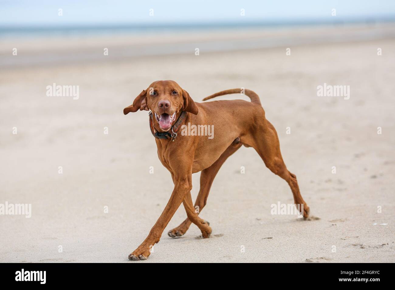 Hongrois Viszla sur Bamburgh Beach, Northumberland Banque D'Images