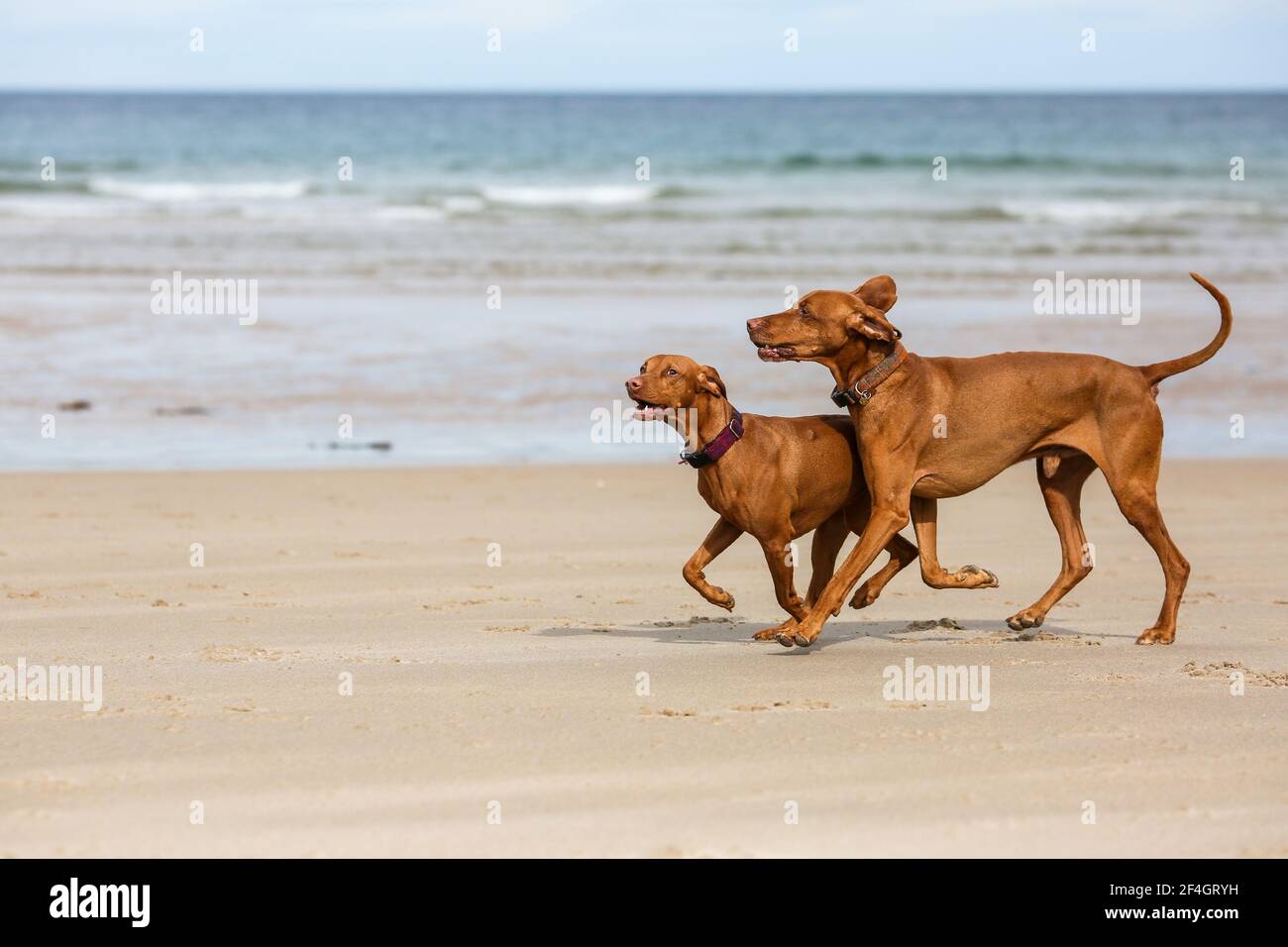 Deux Viszlas hongrois sur la plage de Bamburgh, Northumberland Banque D'Images