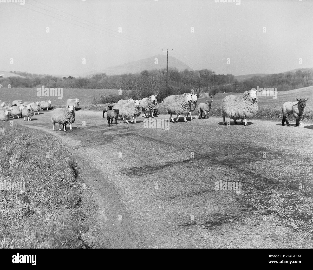 1951, historique, troupeau de moutons sur une route de campagne en dehors de Dumfries, Écosse, Royaume-Uni. Banque D'Images