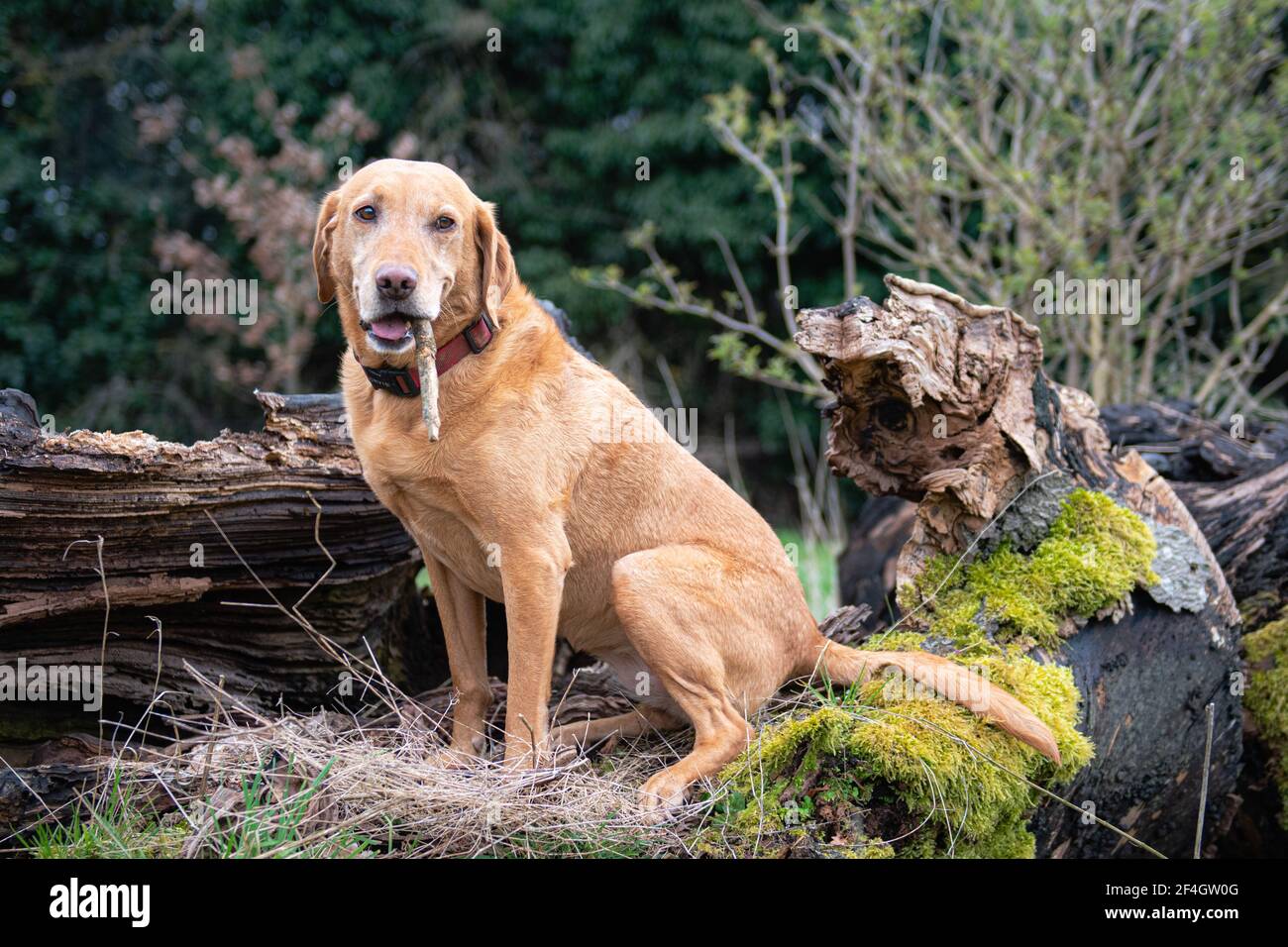 Renard labrador retriever rouge Banque de photographies et d’images à ...