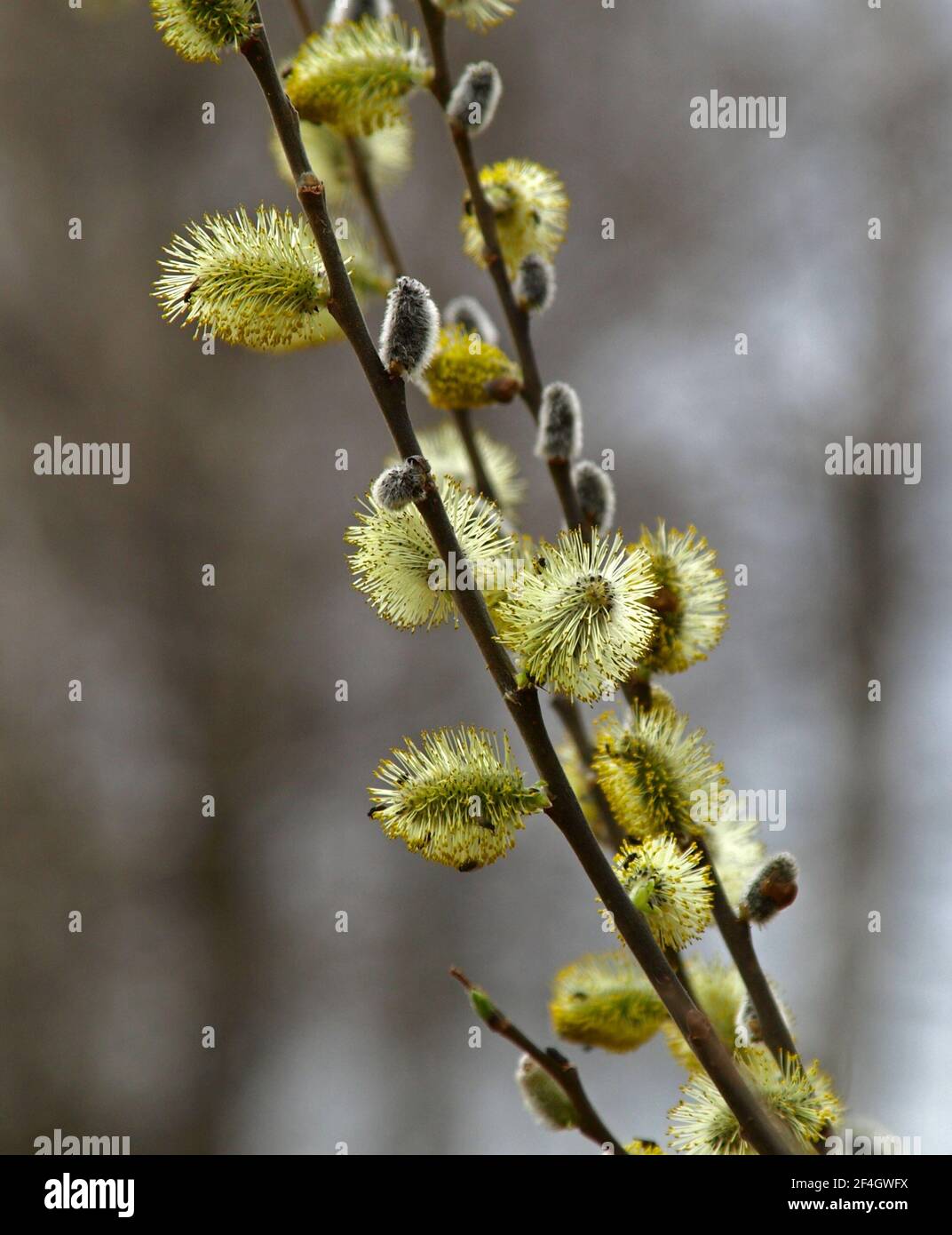 Brindilles De Saule En Fleurs Et Saules Chatons A Fourrure Appeles Chats Ou Chats Dimanche Des Palmiers Le Saule De Holly Salix Caprea Est Un Symbole National De L Ukraine