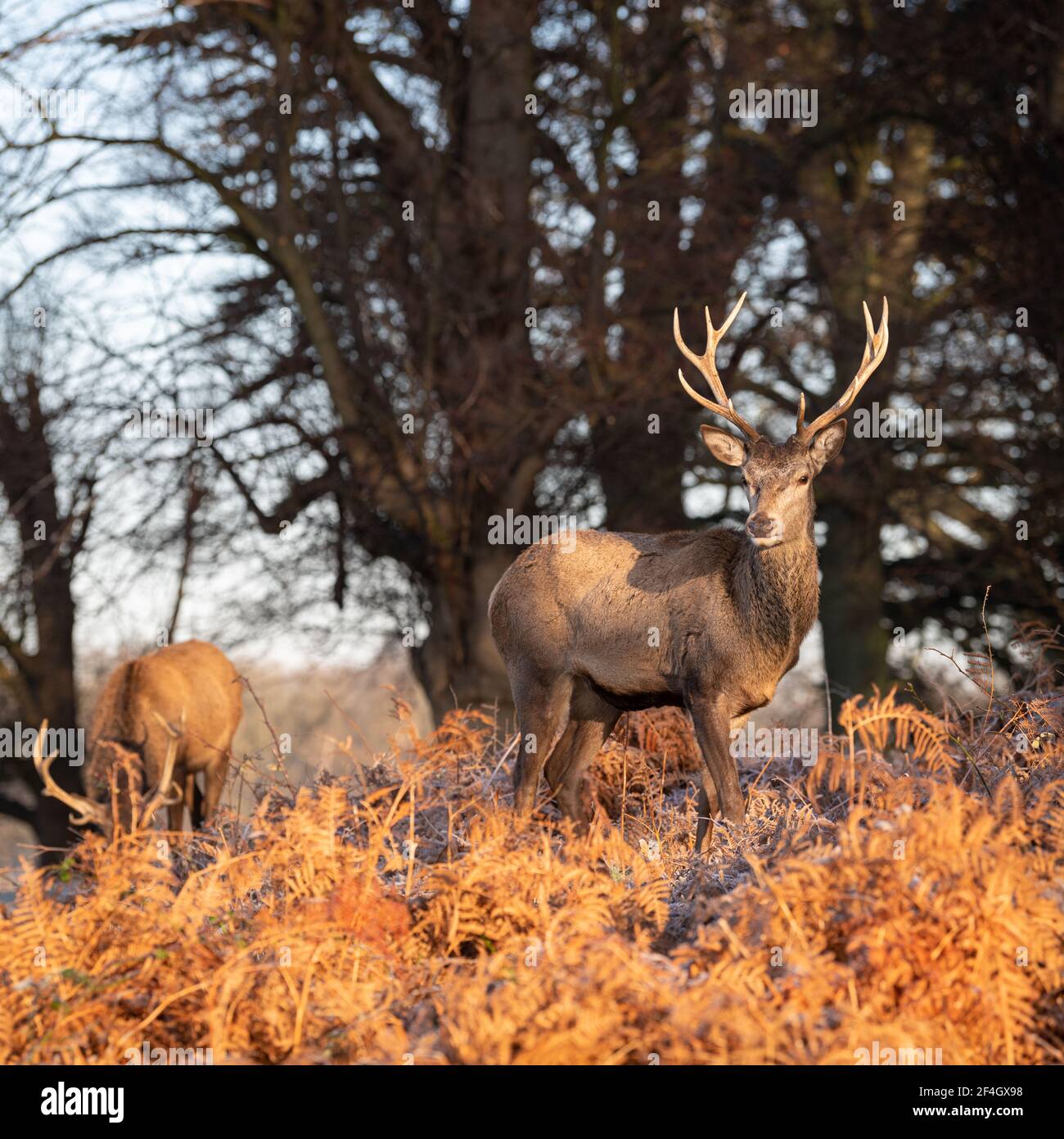 Le cerf rouge stague un matin gelé à Richmond Park, Londres, Royaume-Uni Banque D'Images