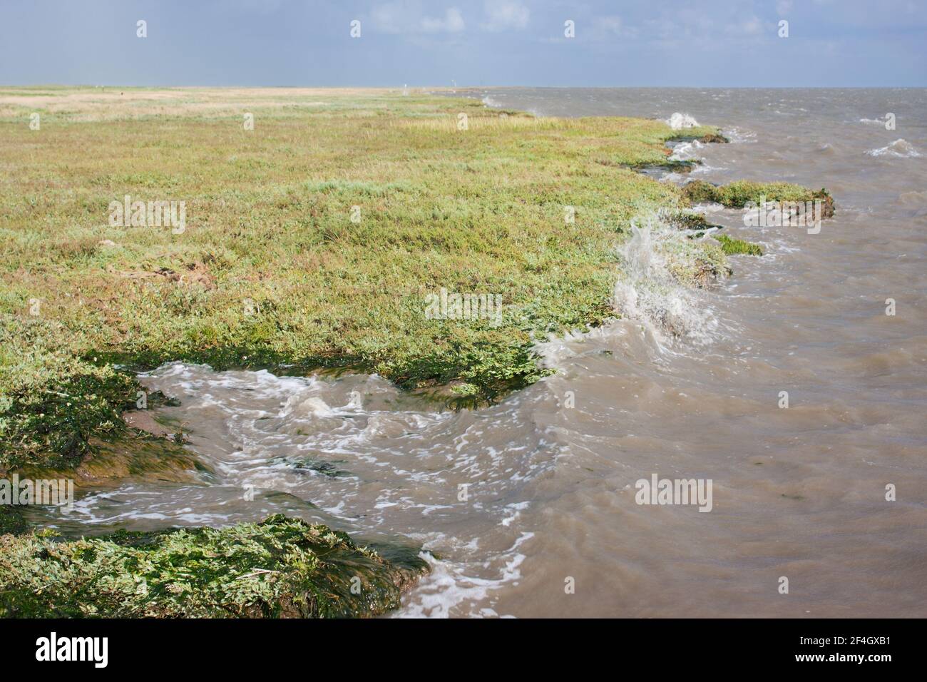 Vagues de la mer hollandaise des Wadden s'écrasant sur un sel marsh Banque D'Images
