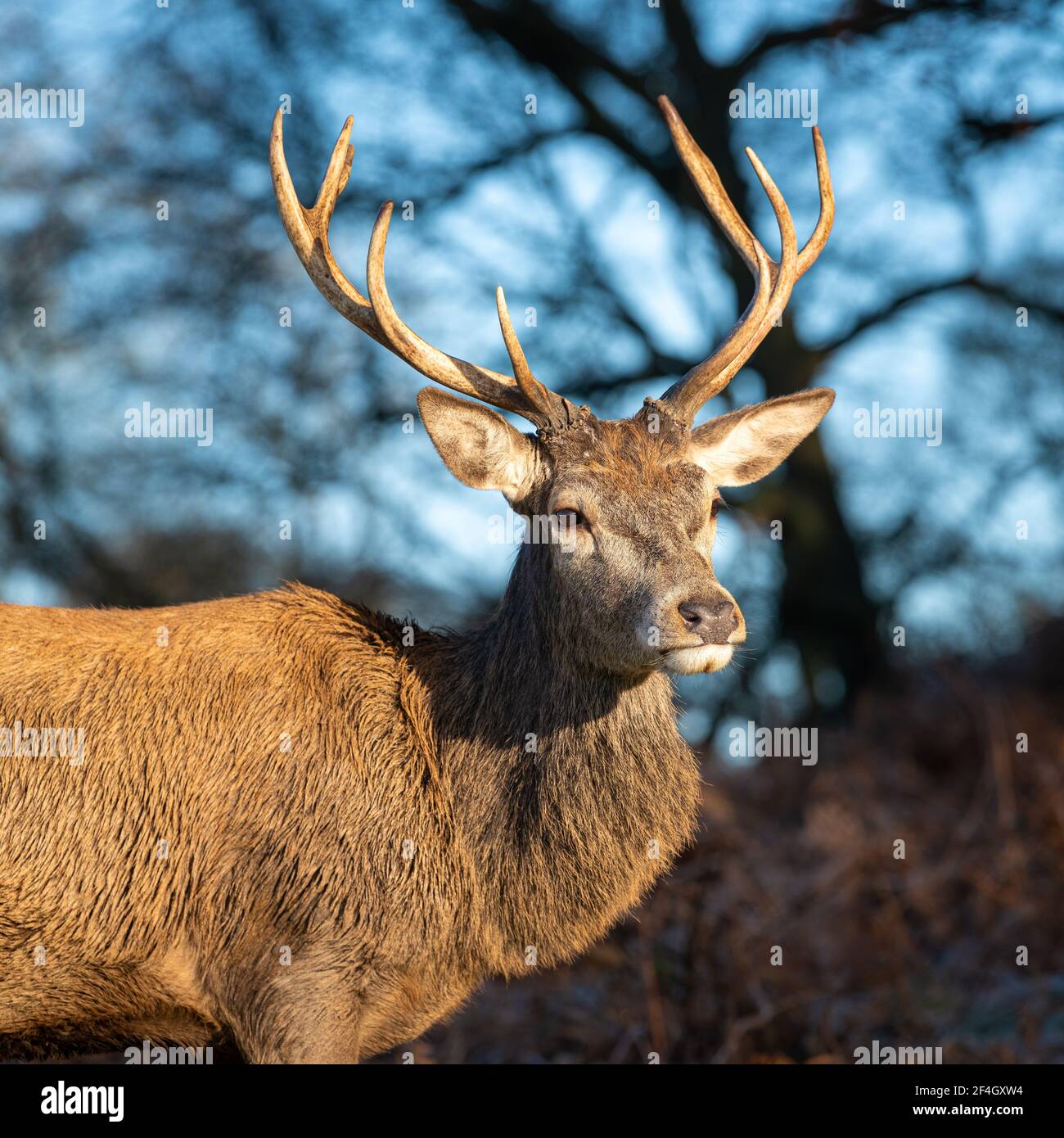 Le cerf rouge stague un matin gelé à Richmond Park, Londres, Royaume-Uni Banque D'Images