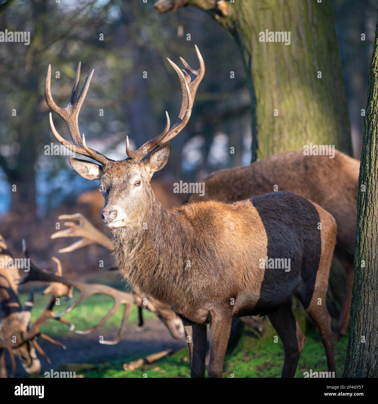 Le cerf rouge stague un matin gelé à Richmond Park, Londres, Royaume-Uni Banque D'Images