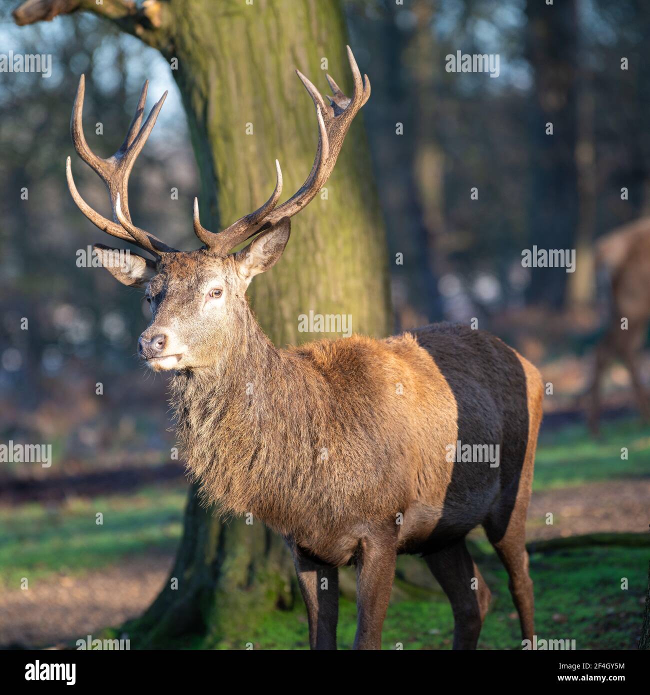 Le cerf rouge stague un matin gelé à Richmond Park, Londres, Royaume-Uni Banque D'Images