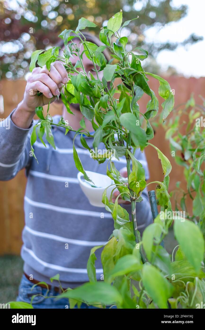 Jalapeno étant moissonné de la plante avec une personne dans le arrière-plan Banque D'Images