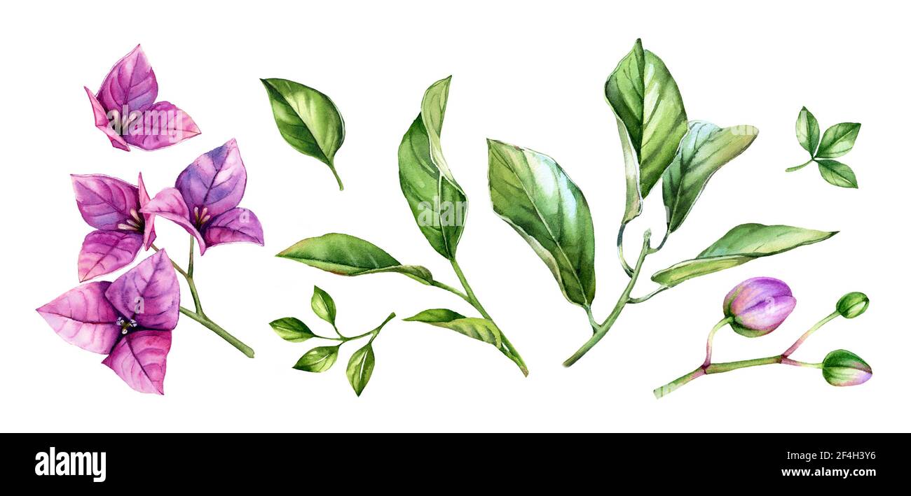 Collection florale aquarelle d'éléments. Branche de bougainvilliers pourpre en fleurs, fleurs, feuilles. Ensemble tropical peint à la main. Illustrations botaniques Banque D'Images