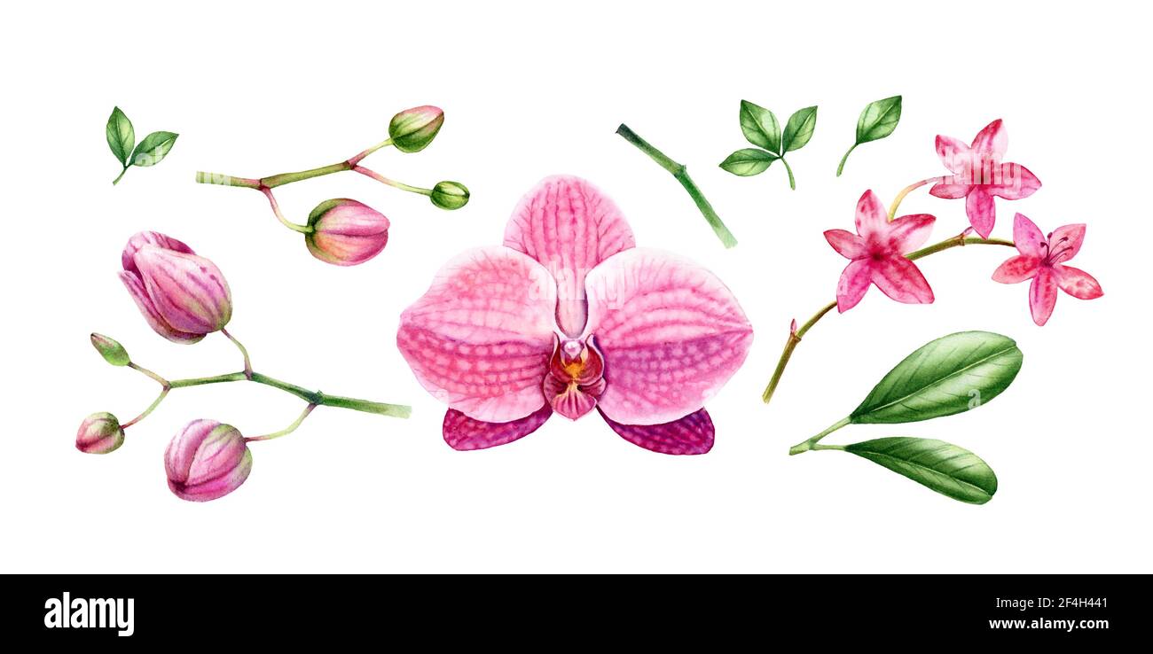 Collection d'éléments d'orchidées aquarelle. Grande fleur rose, bourgeons, tige, feuilles. Ensemble tropical floral peint à la main. Illustrations botaniques réalistes avec Banque D'Images