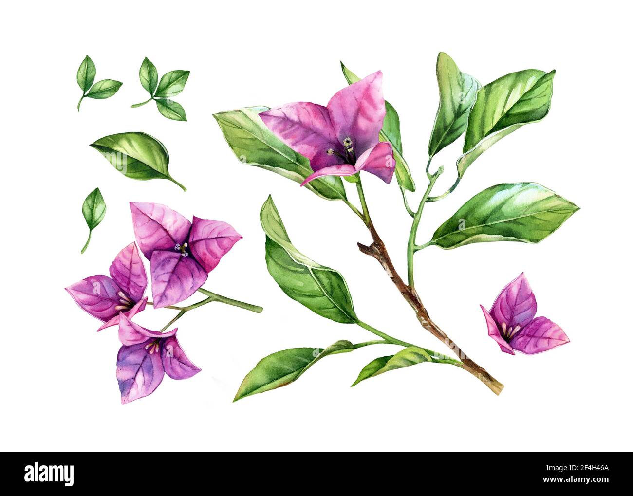 Ensemble d'éléments à motif aquarelle et fleurs. Branche de bougainvilliers pourpre en fleurs, fleurs, feuilles vibrantes. Collection tropicale fleurie peinte à la main. Botanique Banque D'Images
