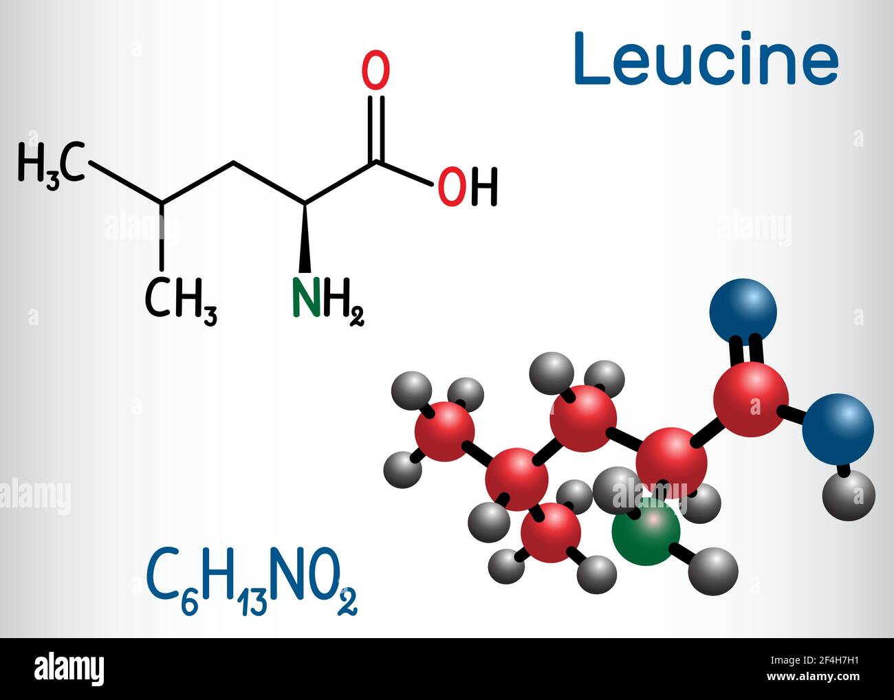 Molécule de leucine ( L- leucine, Leu, L). C'est un acide aminé essentiel. Formule chimique structurelle et modèle moléculaire Illustration de Vecteur