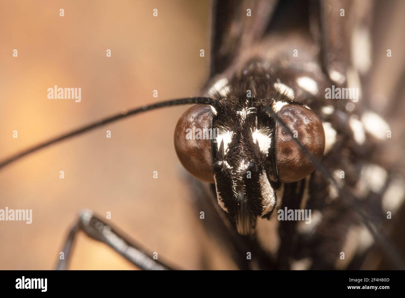 Taches blanches et grands yeux d'un papillon Banque D'Images