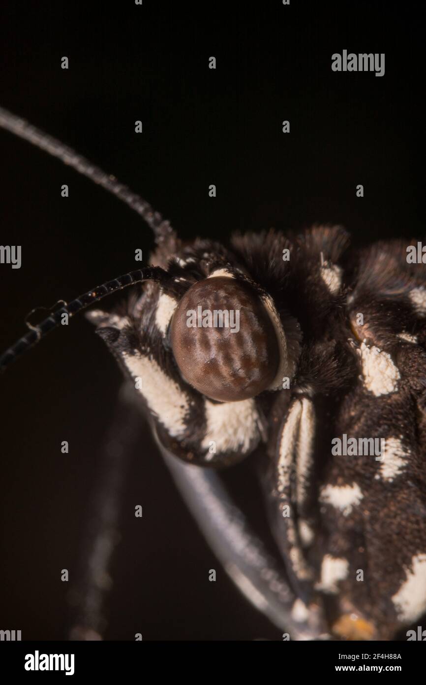 Gros papillon à pois blancs et noirs aux yeux Banque D'Images