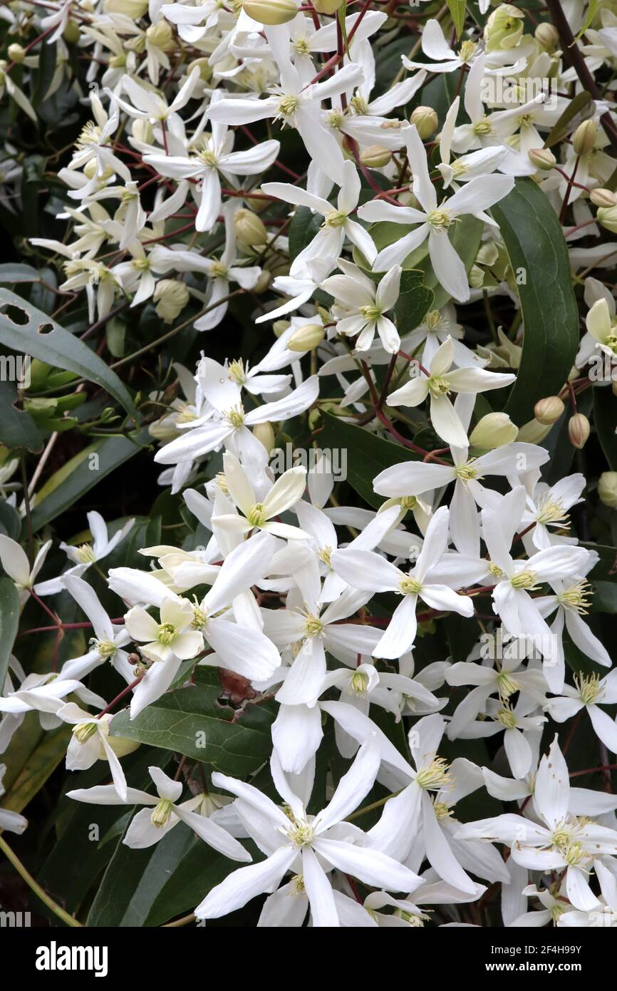 Clematis armandii ‘Snowdrift’ Armand clematis – plante grimpant avec des grappes de grandes fleurs blanches parfumées en forme d'étoile, mars, Angleterre, Royaume-Uni Banque D'Images