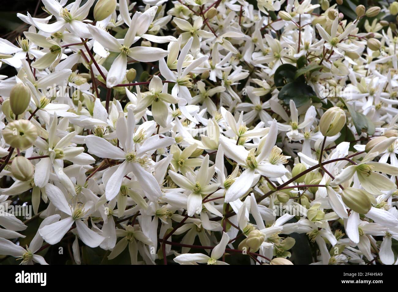 Clematis armandii ‘Snowdrift’ Armand clematis – plante grimpant avec des grappes de grandes fleurs blanches parfumées en forme d'étoile, mars, Angleterre, Royaume-Uni Banque D'Images