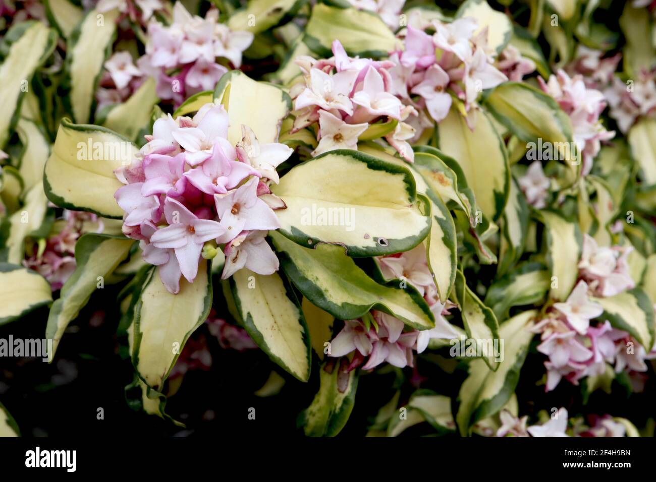 Daphne x burkwoodii «Briggs Moonlight» Daphne Briggs Moonlight – couleur inverse des feuilles avec des fleurs très parfumées, mars, Angleterre, Royaume-Uni Banque D'Images