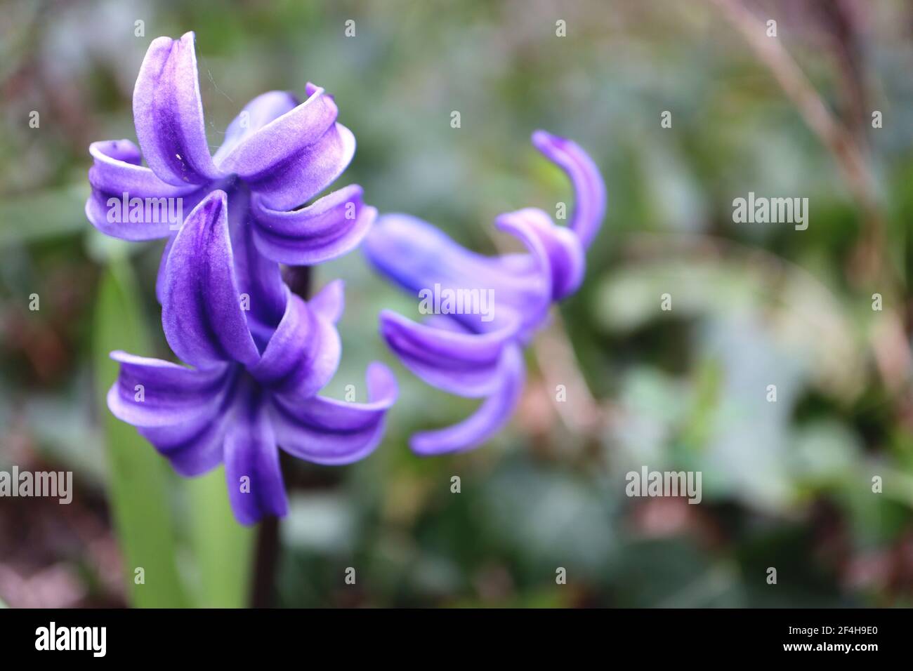 Jacinthus orientalis «Blue Festival» le festival bleu de jacinthe – jacinthe bleue bordée de violet, mars, Angleterre, Royaume-Uni Banque D'Images