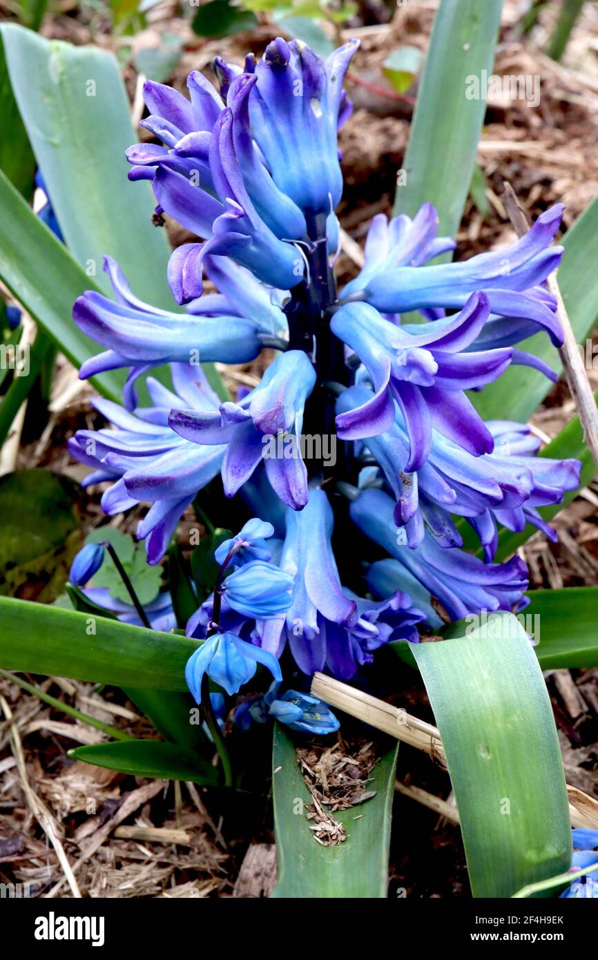 Jacinthus orientalis «Blue Festival» le festival bleu de jacinthe – jacinthe bleue bordée de violet, mars, Angleterre, Royaume-Uni Banque D'Images