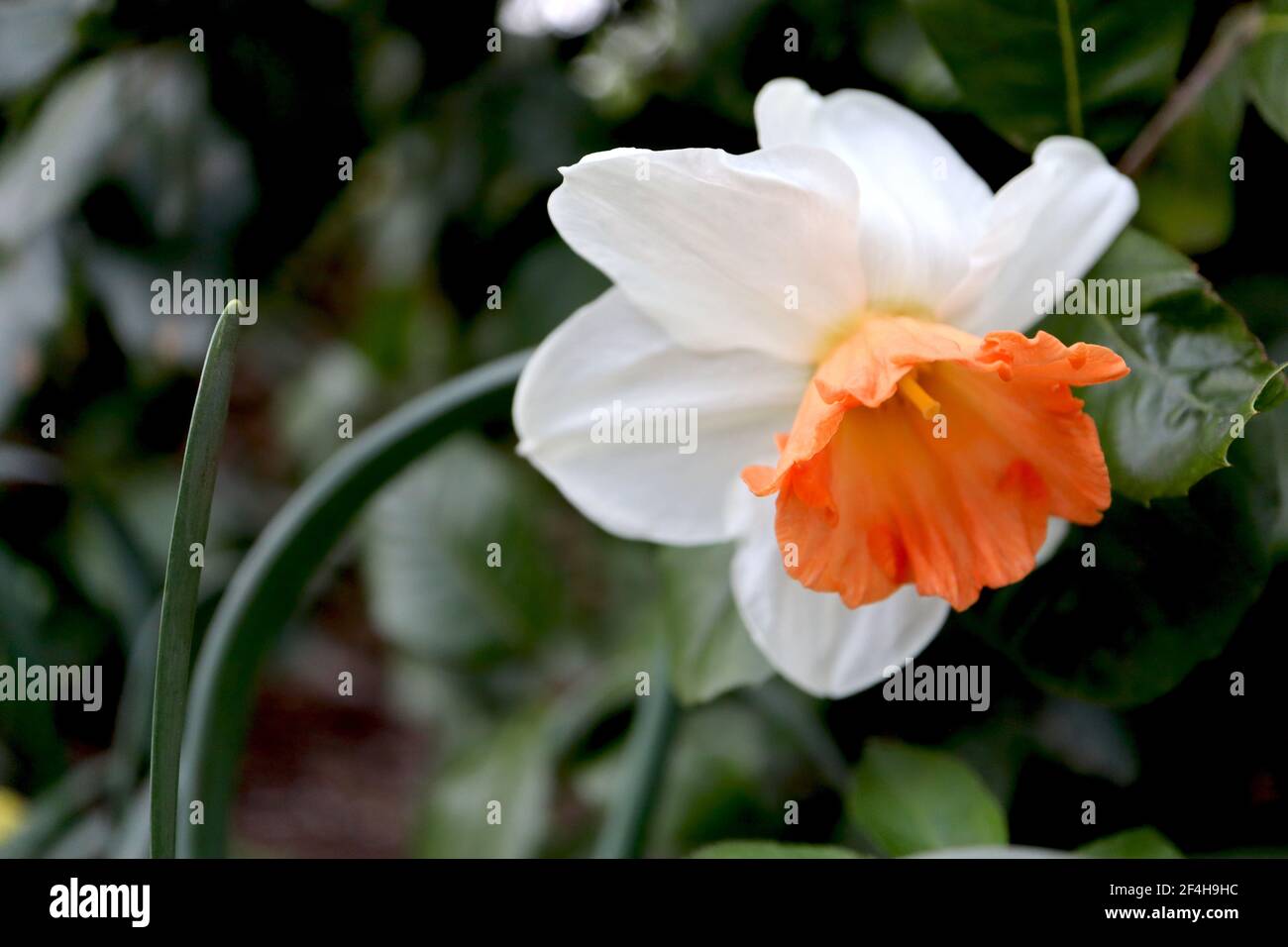 Narcissus «Decoy» Division 2 jonquilles à grandes tasses Decoy jondil - pétales blancs et coupe évasée orange profonde, mars, Angleterre, Royaume-Uni Banque D'Images