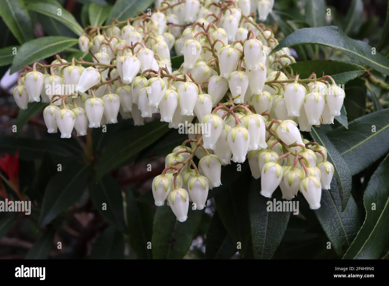 Pieris japonica «Debutante» Japanese Andromeda Debutante – fleurs blanches en forme d'urne avec des tepals vert pâle et des feuilles vertes, mars, Angleterre, Royaume-Uni Banque D'Images