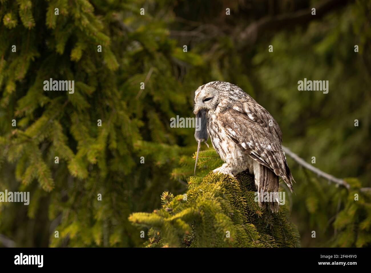 Hibou de Tawny dans la forêt avec la souris dans le bec. Hibou brun (Strix aluco) assis sur l'arbre dans l'habitat forestier avec prise. Bel oiseau dans la forêt Banque D'Images