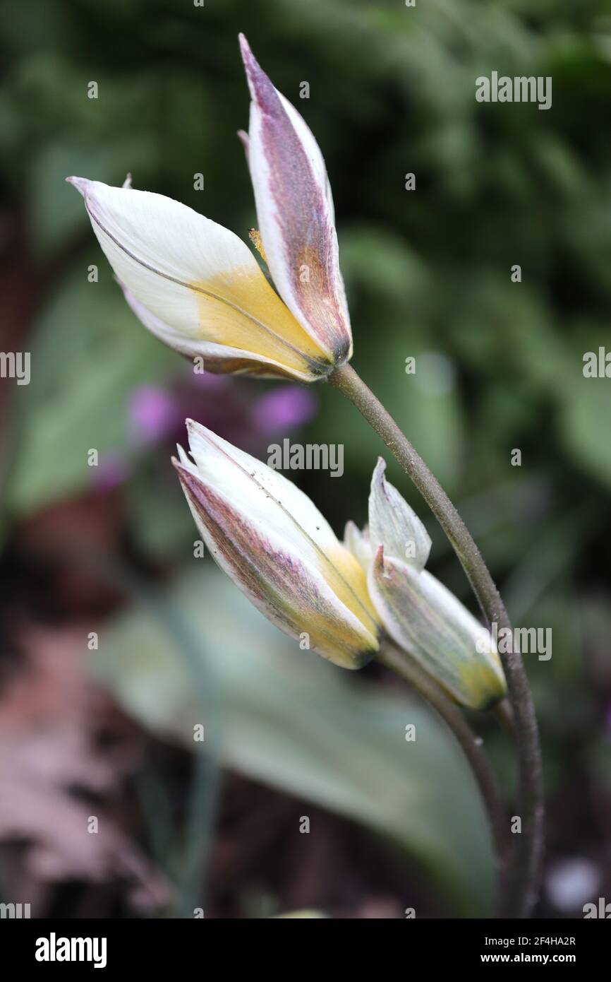 Tulipa biflora espèce tulipe 15 tulipe biflora – tulipes blanches à fond violet et vert, base jaune, mars, Angleterre, Royaume-Uni Banque D'Images