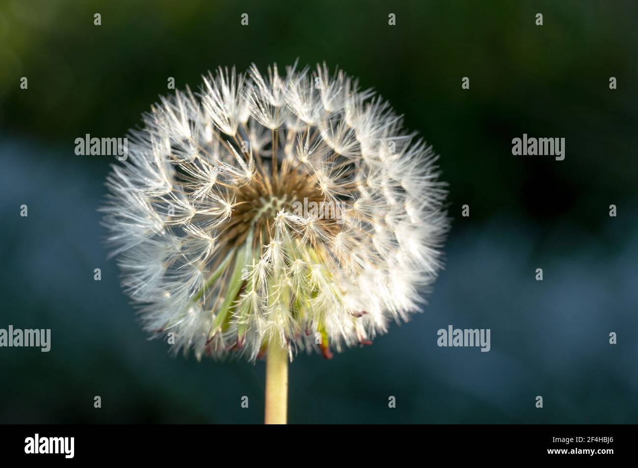 Gros plan d'une fleur de pissenlit blanc éclatant avec noyau interne mis au point Banque D'Images