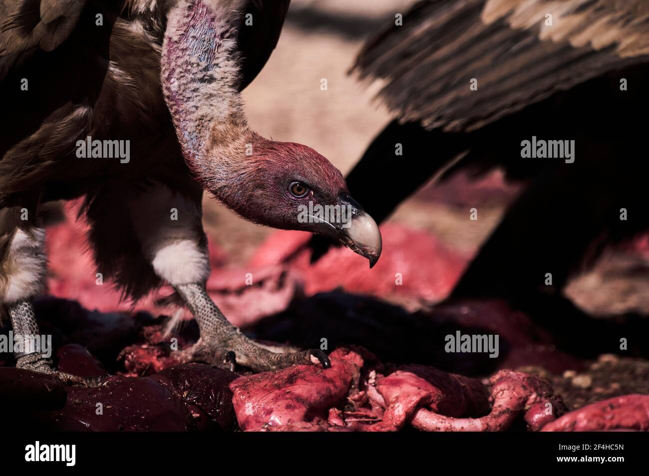 Paire de forts vautours Griffon déchargeaient des oiseaux qui mangeaient de la chair animal mort dans la nature sauvage Banque D'Images