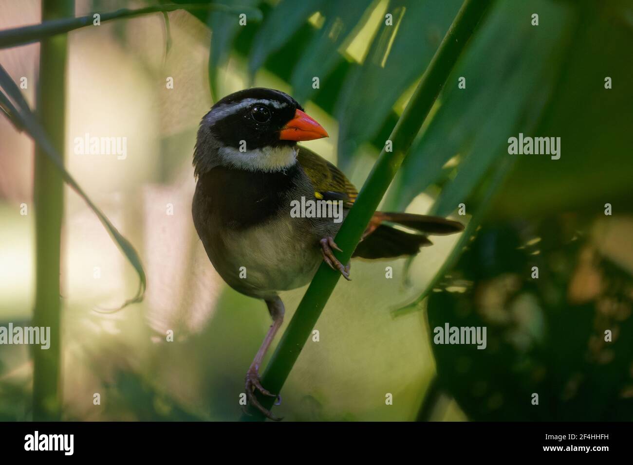 Bruant à bec orange - Arremon aurantiirostris oiseau de la famille des Passerellidae dans la forêt verte, forêt humide des plaines au Belize, au Costa Rica, au Guatemala Banque D'Images