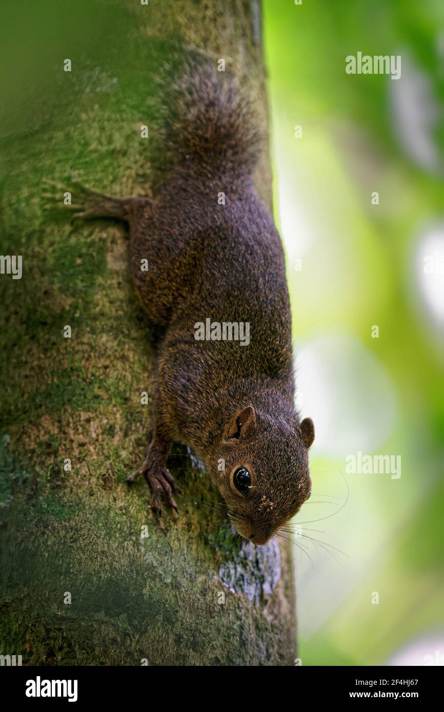 Écureuil nain d'Amérique centrale, aussi écureuil pygmée d'Alfaro - Microsciurus alfari, petit écureuil d'arbre dans la tribu Sciurini trouvé en Colombie, Costa RI Banque D'Images