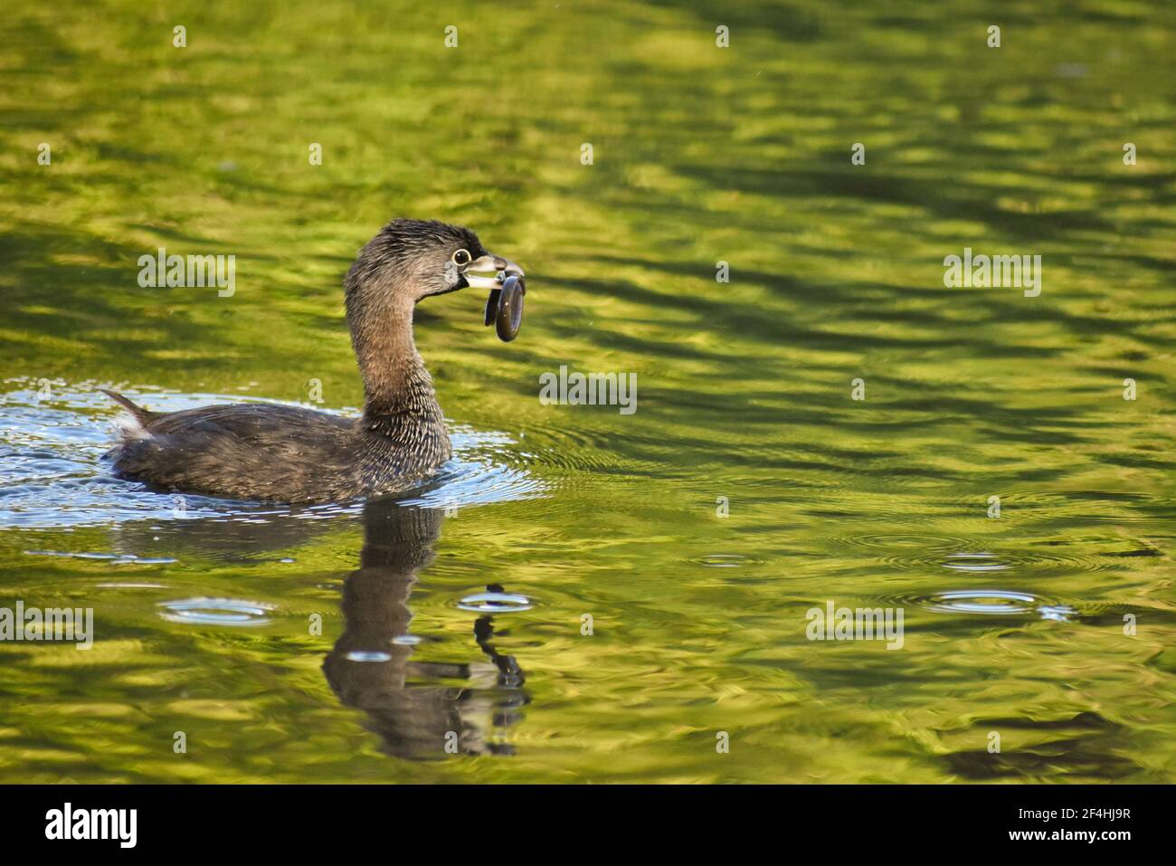 Le grebe à bec de pied (Podilymbus podiceps antarcticus) lutte avec une jeune anguille à lago de regatas, Buenos Aires Banque D'Images