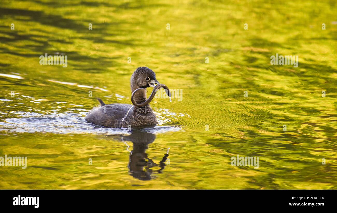 Le grebe à bec de pied (Podilymbus podiceps antarcticus) lutte avec une jeune anguille à lago de regatas, Buenos Aires Banque D'Images