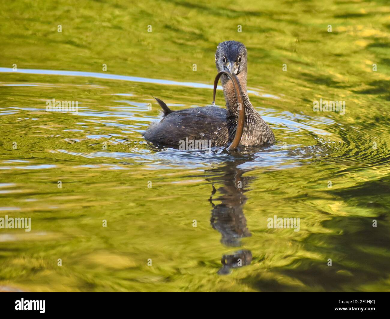 Le grebe à bec de pied (Podilymbus podiceps antarcticus) lutte avec une jeune anguille à lago de regatas, Buenos Aires Banque D'Images