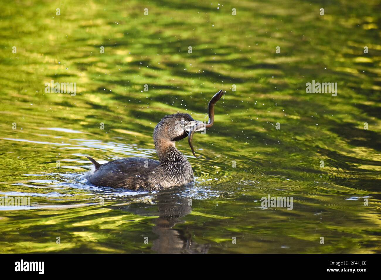 Le grebe à bec de pied (Podilymbus podiceps antarcticus) lutte avec une jeune anguille à lago de regatas, Buenos Aires Banque D'Images