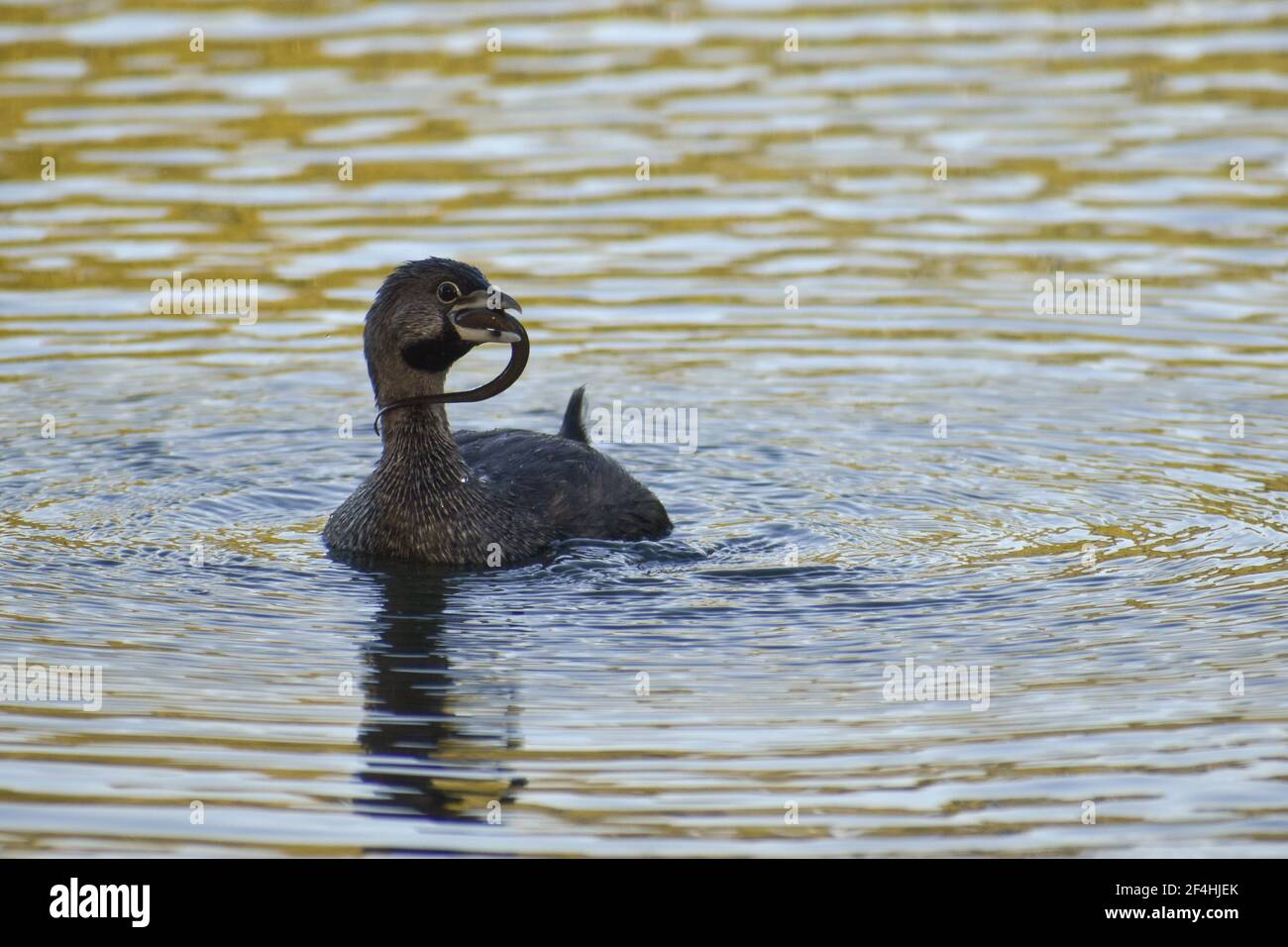 Le grebe à bec de pied (Podilymbus podiceps antarcticus) lutte avec une jeune anguille à lago de regatas, Buenos Aires Banque D'Images