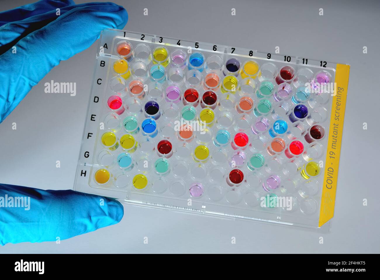 Criblage de mutant de plaque d'échantillon Covid-19 coloré - scientifique avec bleu gants de laboratoire contenant un microtitration à 96 puits en plastique à haut rendement plaque de corona tes Banque D'Images