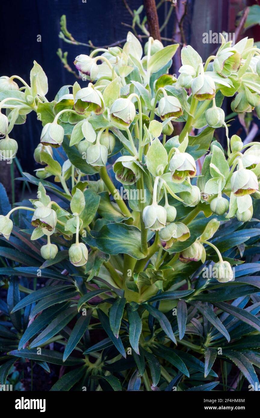 Groupe floral de hellebore foetidus aussi appelé sticing helleborus a petites fleurs vertes avec un bord rouge violet profond à ils un éternel Banque D'Images