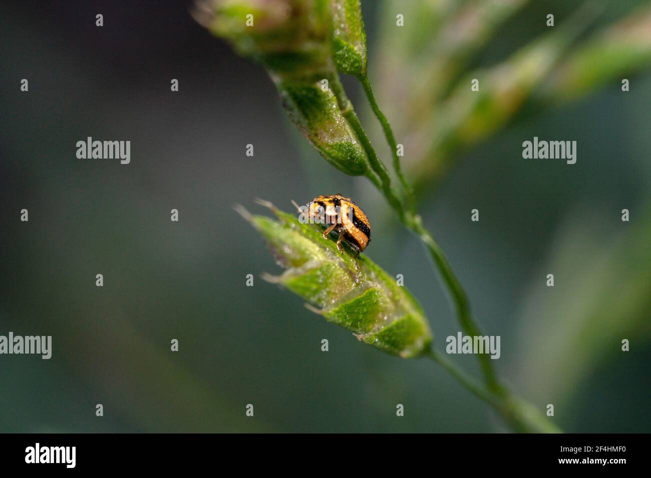 Coccinelle à pois jaunes et noirs Banque D'Images