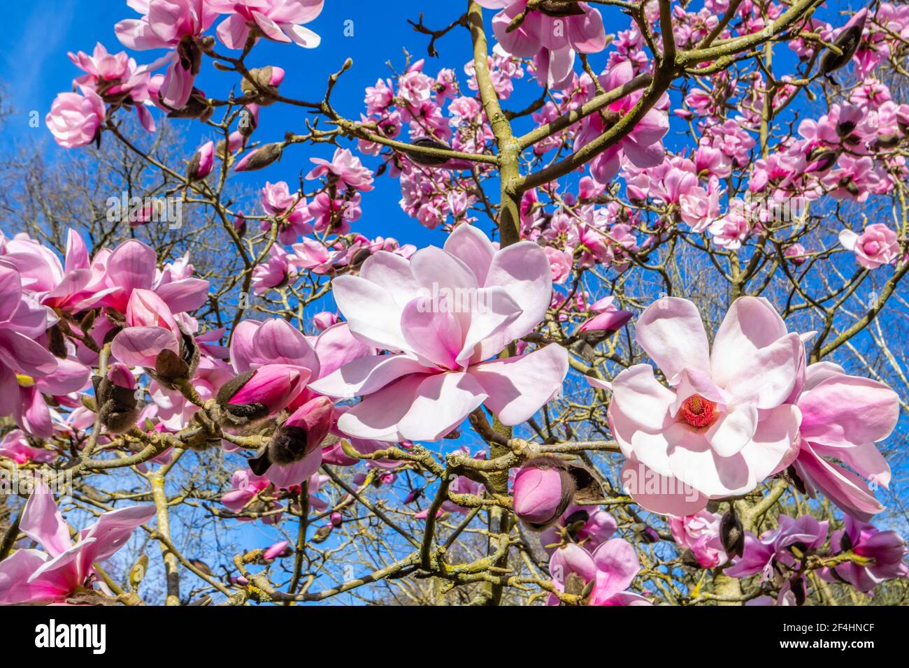 De grandes fleurs roses de saumon du magnolia à feuilles caerhays Belle fleurissent au printemps à RHS Garden, Wisley, Surrey, dans le sud-est de l'Angleterre Banque D'Images