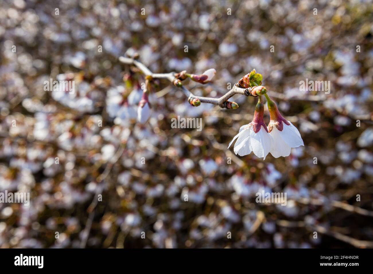 Prunus incisa Fuji cerisier 'Kojo-no-mai' avec des fleurs blanches délicates fleuries au début du printemps à RHS Garden, Wisley, Surrey, au sud-est de l'Angleterre Banque D'Images
