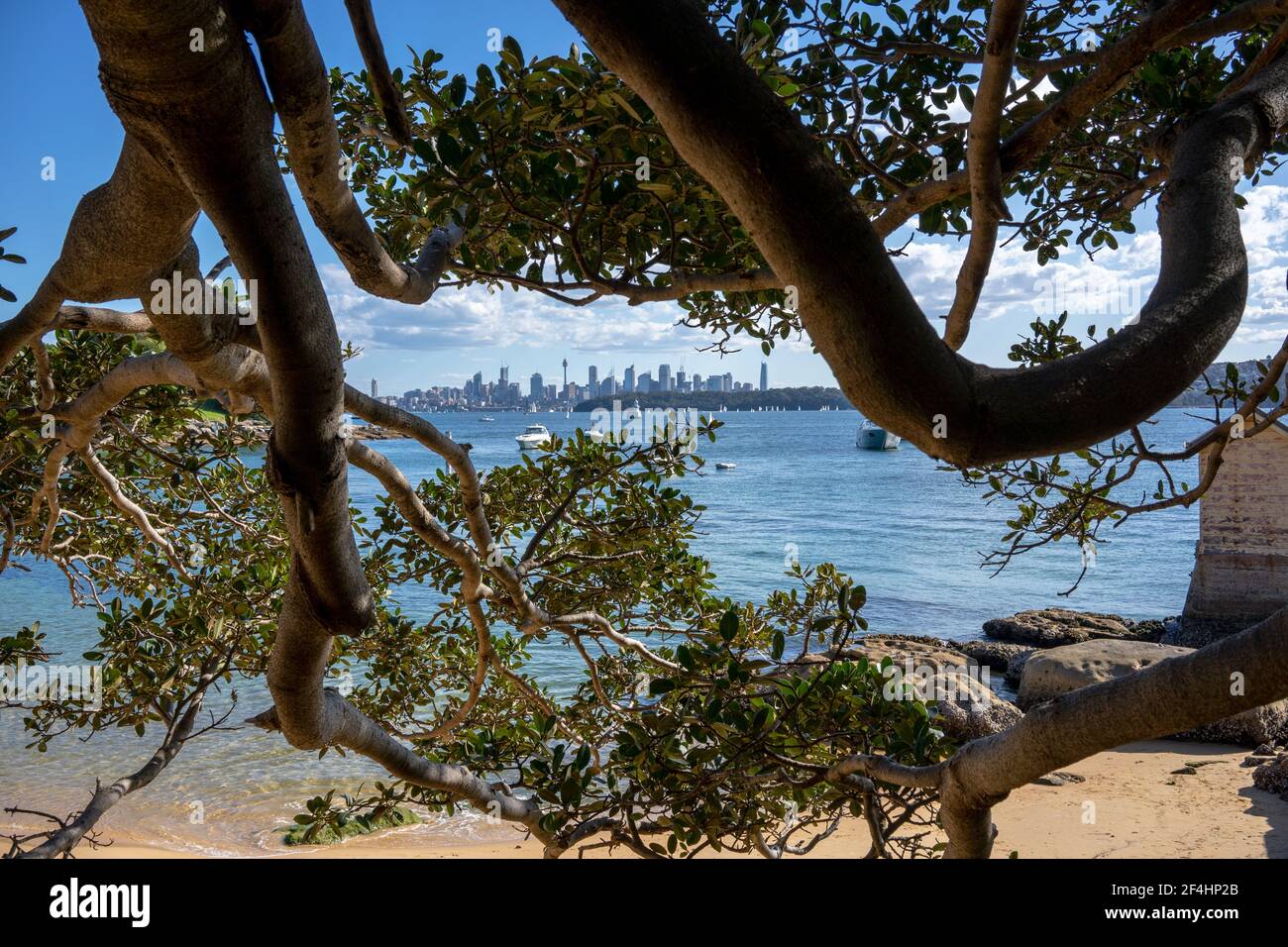 Vue sur la ville de Sydney à travers le tress depuis Watson Bay, Sydney Banque D'Images