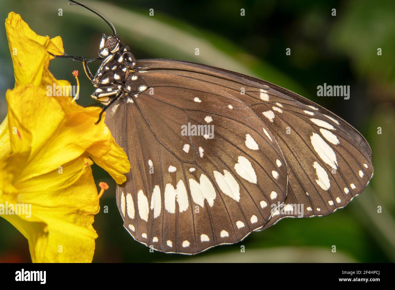 Vue complète sur le papillon des sourcils avec des taches blanches une fleur jaune Banque D'Images