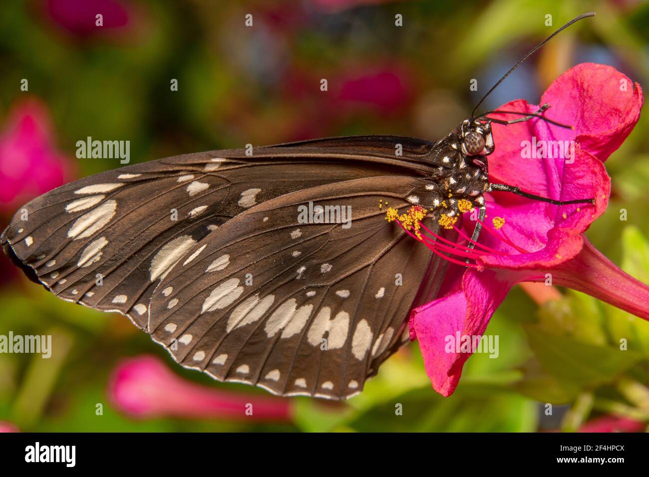 Vue complète sur le papillon des sourcils avec des taches blanches une fleur rose Banque D'Images