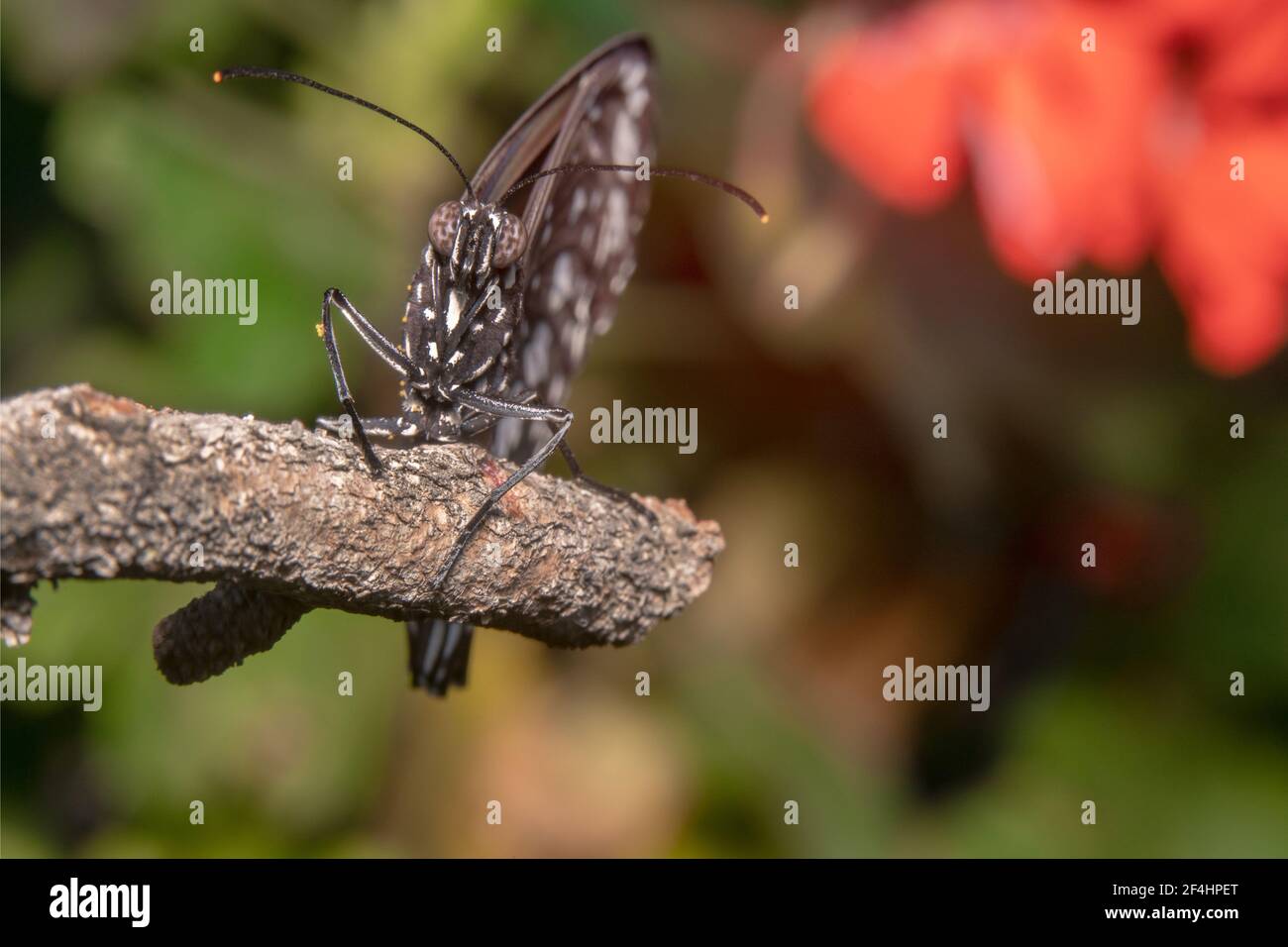 Papillon de Corbeau reposant dans le jardin à la recherche de nectar Banque D'Images